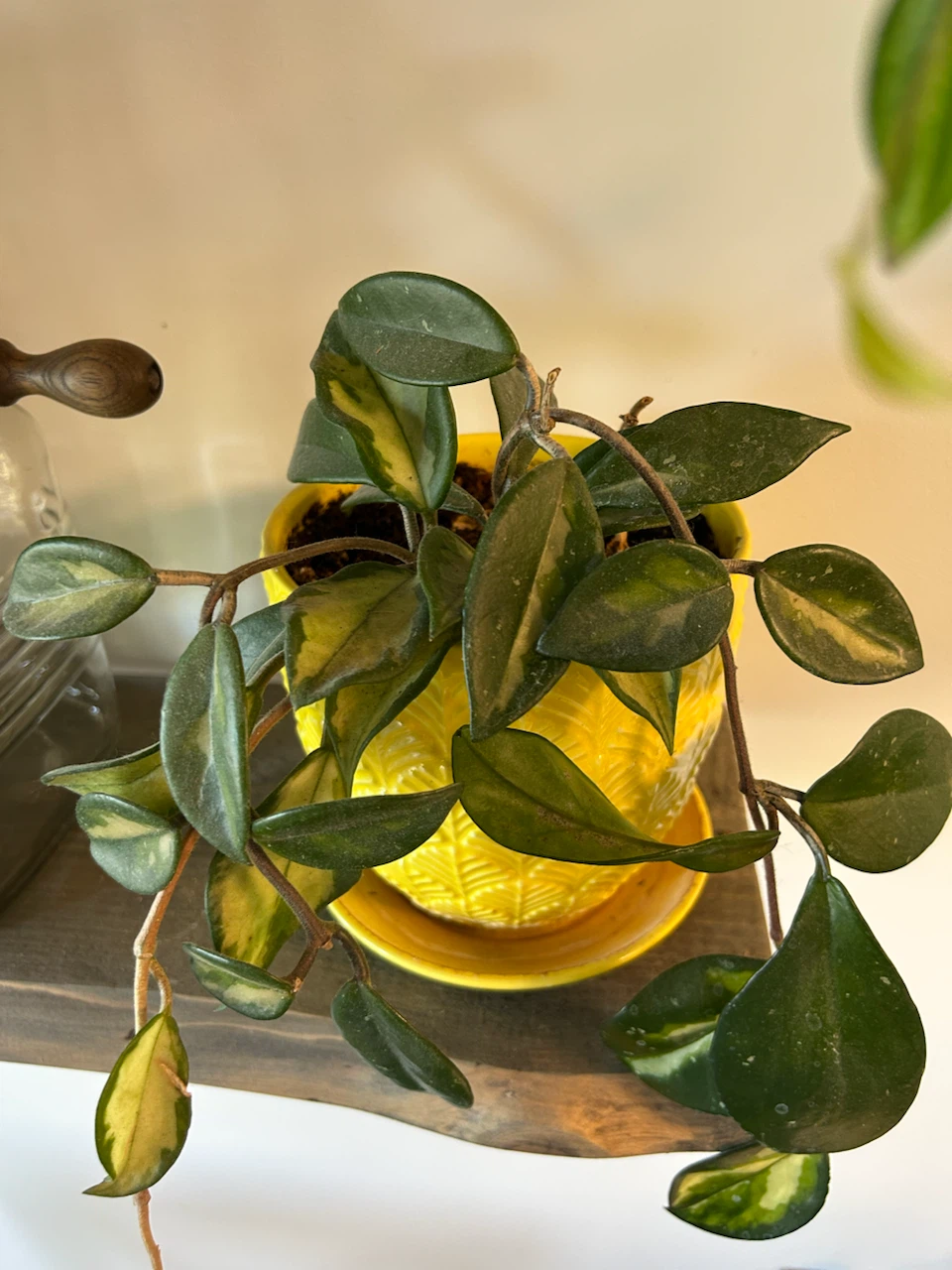 Hoya Carnosa Krimson Queen in Yellow Ceramic Pot - photo 2