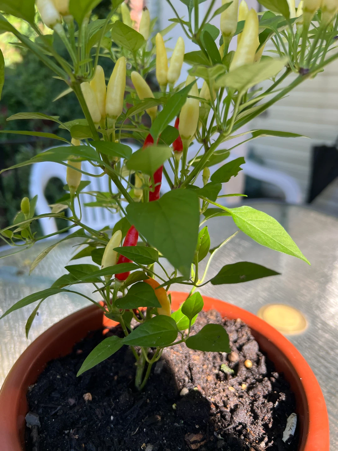 Potted Tricolor Thai Chili Pepper Plant