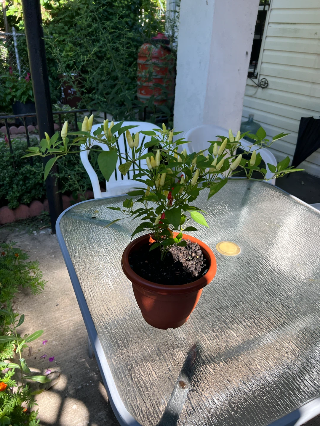 Potted Tricolor Thai Chili Pepper Plant - photo 2