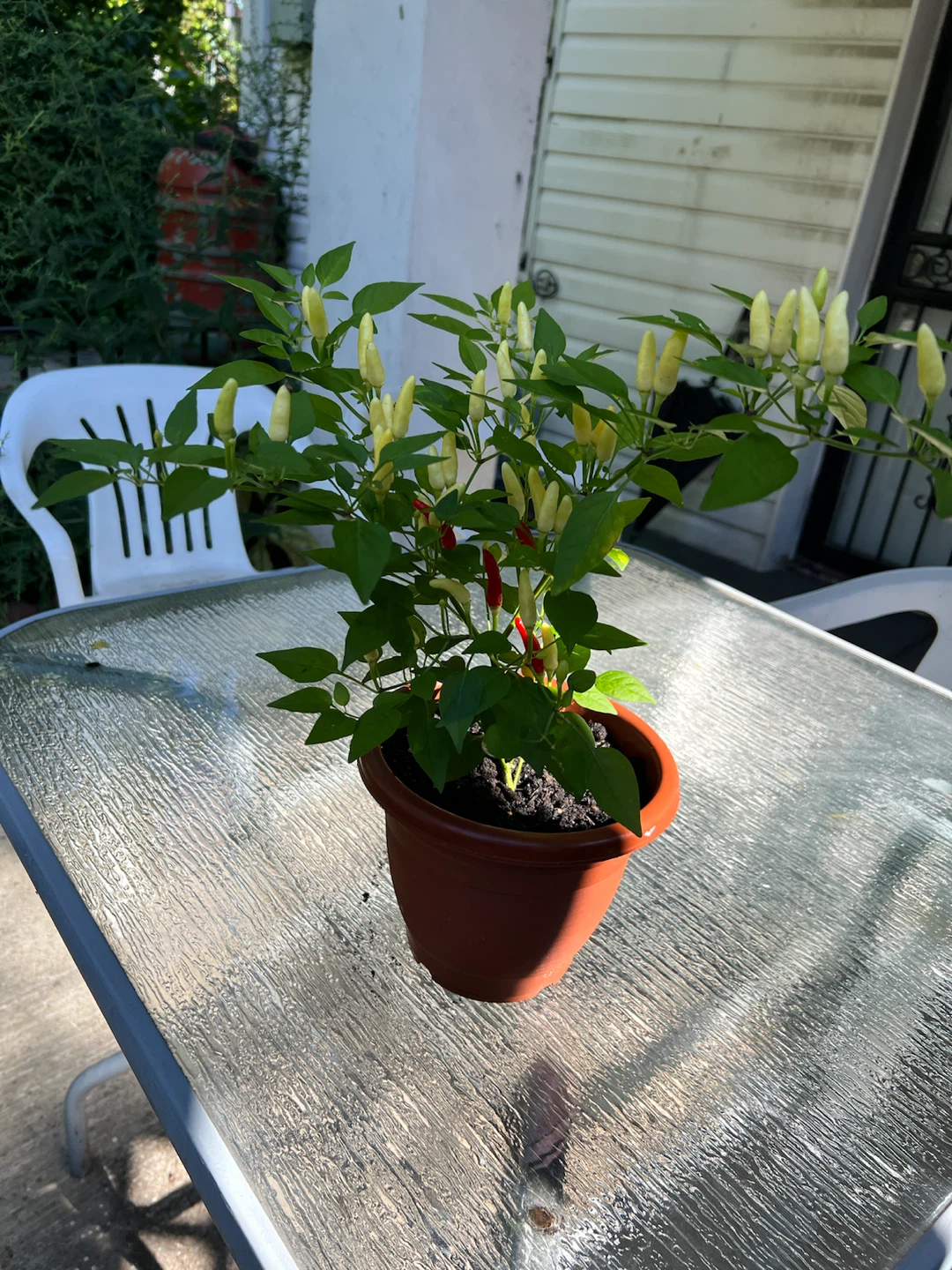 Potted Tricolor Thai Chili Pepper Plant - photo 3