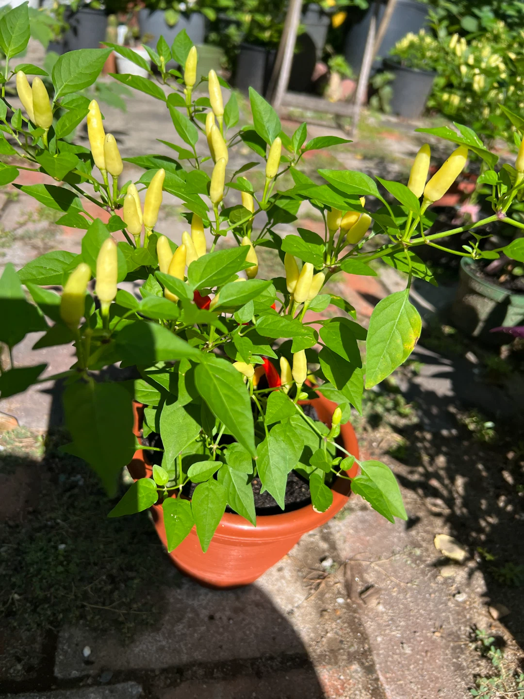 Potted Tricolor Thai Chili Pepper Plant - photo 4