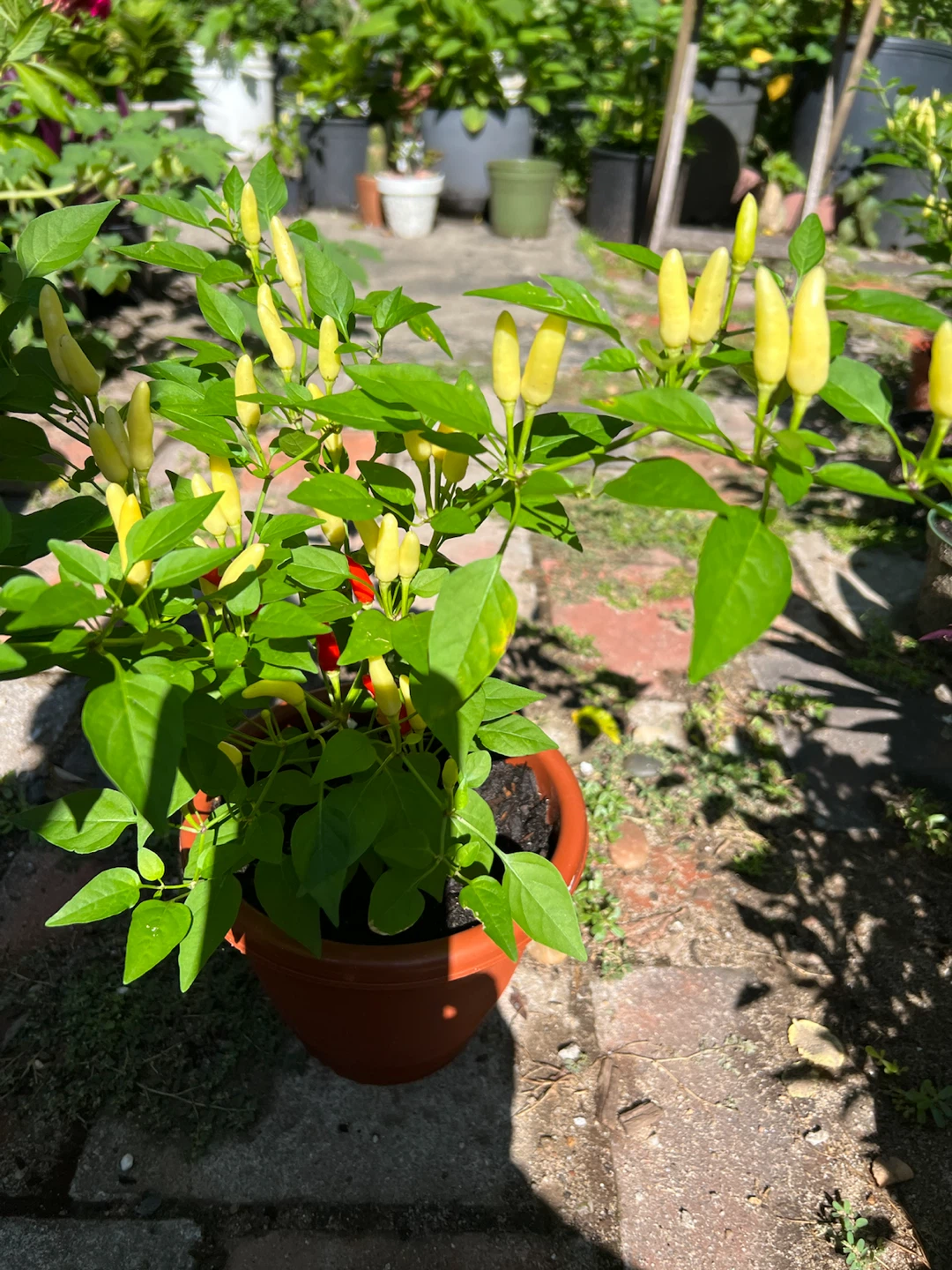 Potted Tricolor Thai Chili Pepper Plant - photo 5