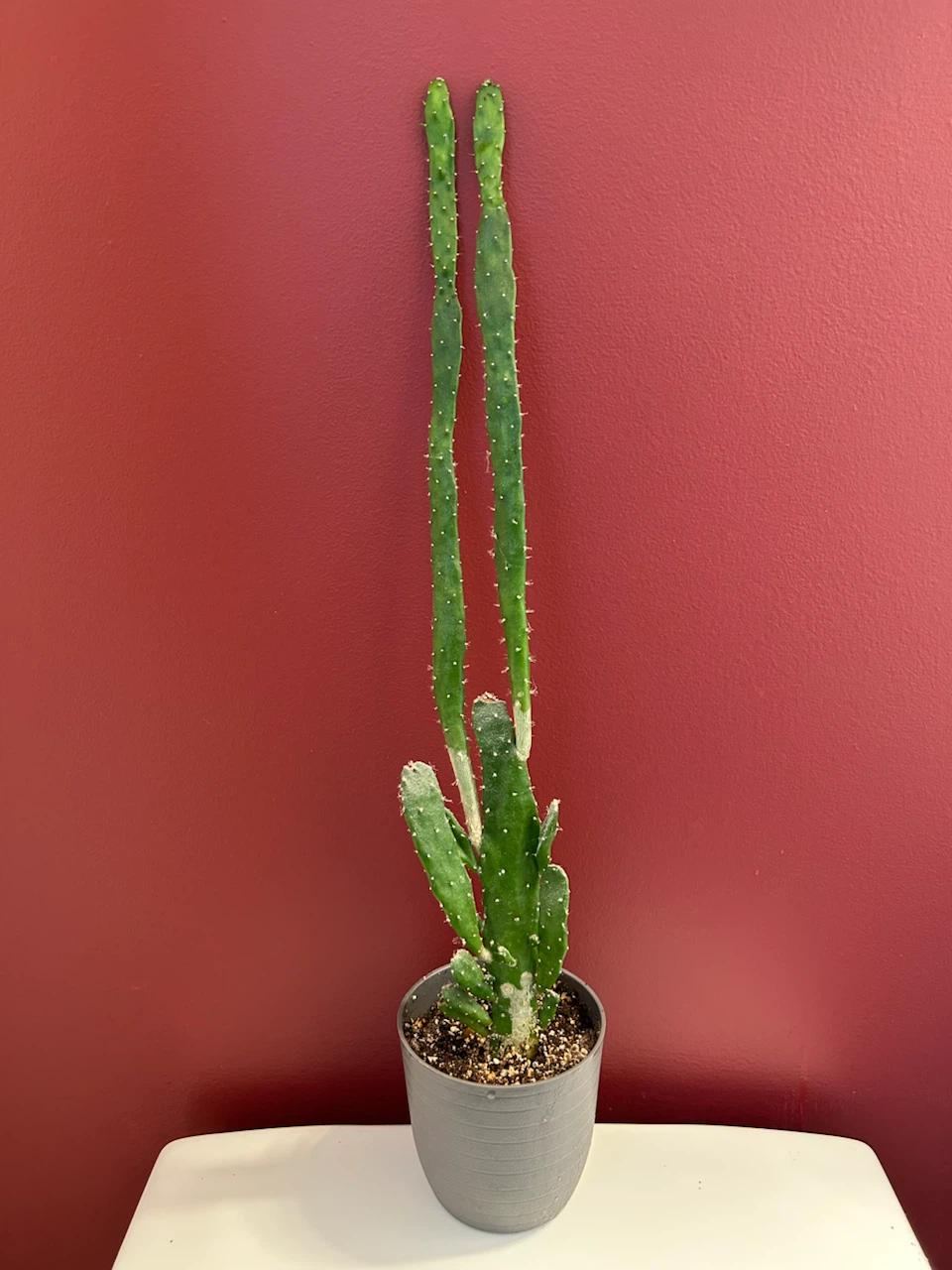 Cactus #1