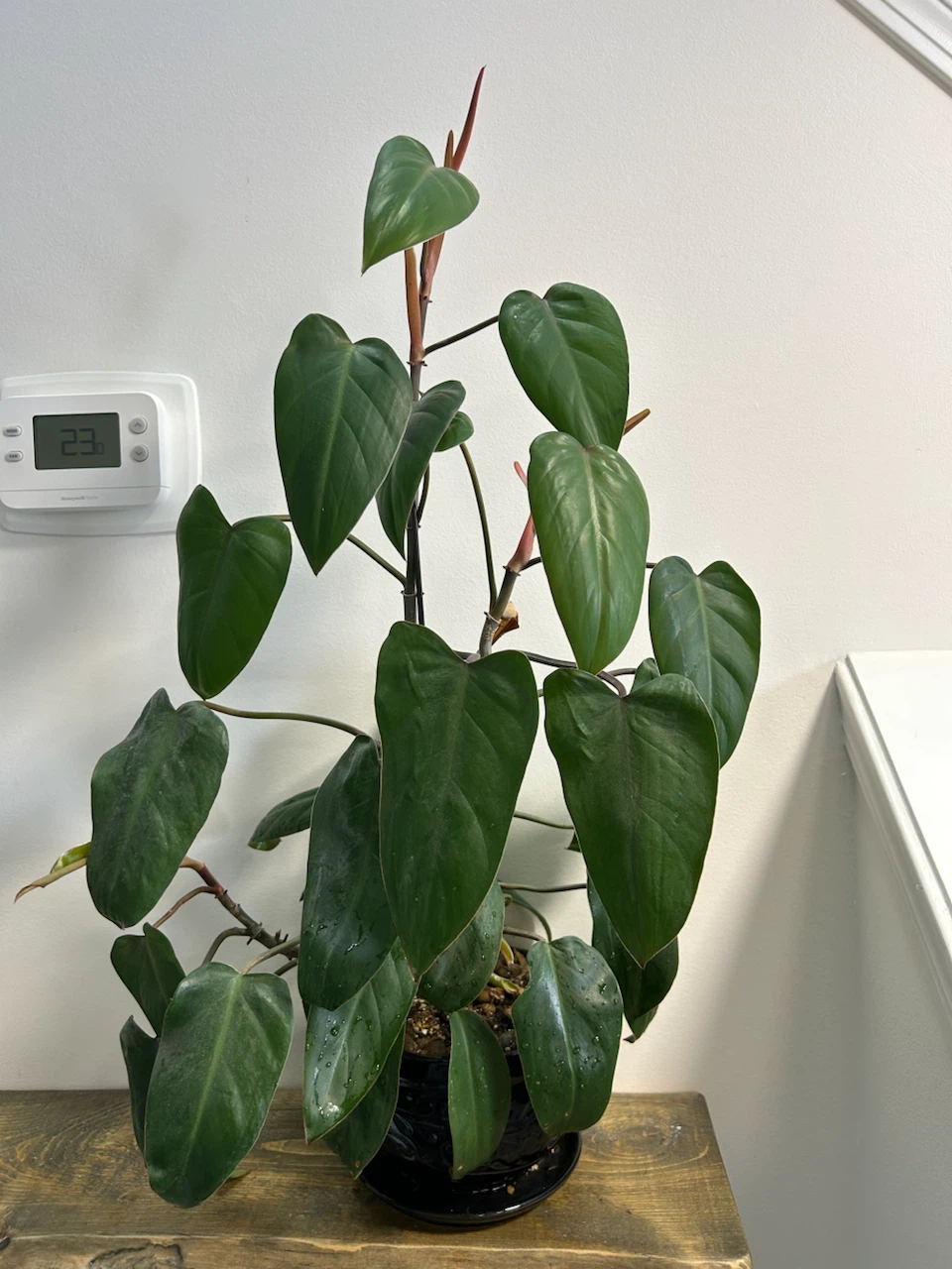 Philodendron Erubescens Potted Plant
