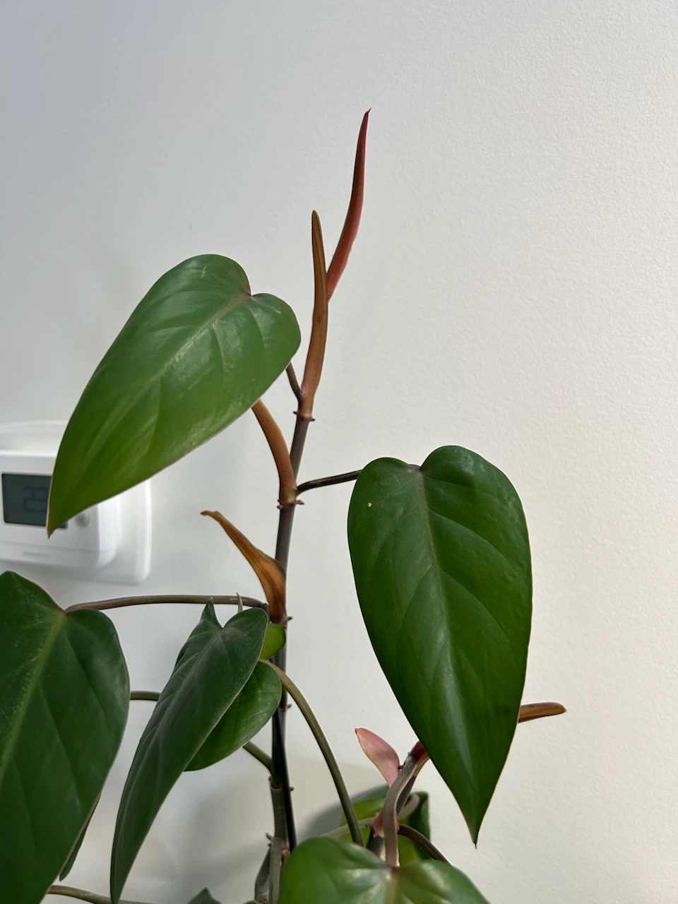 Philodendron Erubescens Potted Plant - photo 2