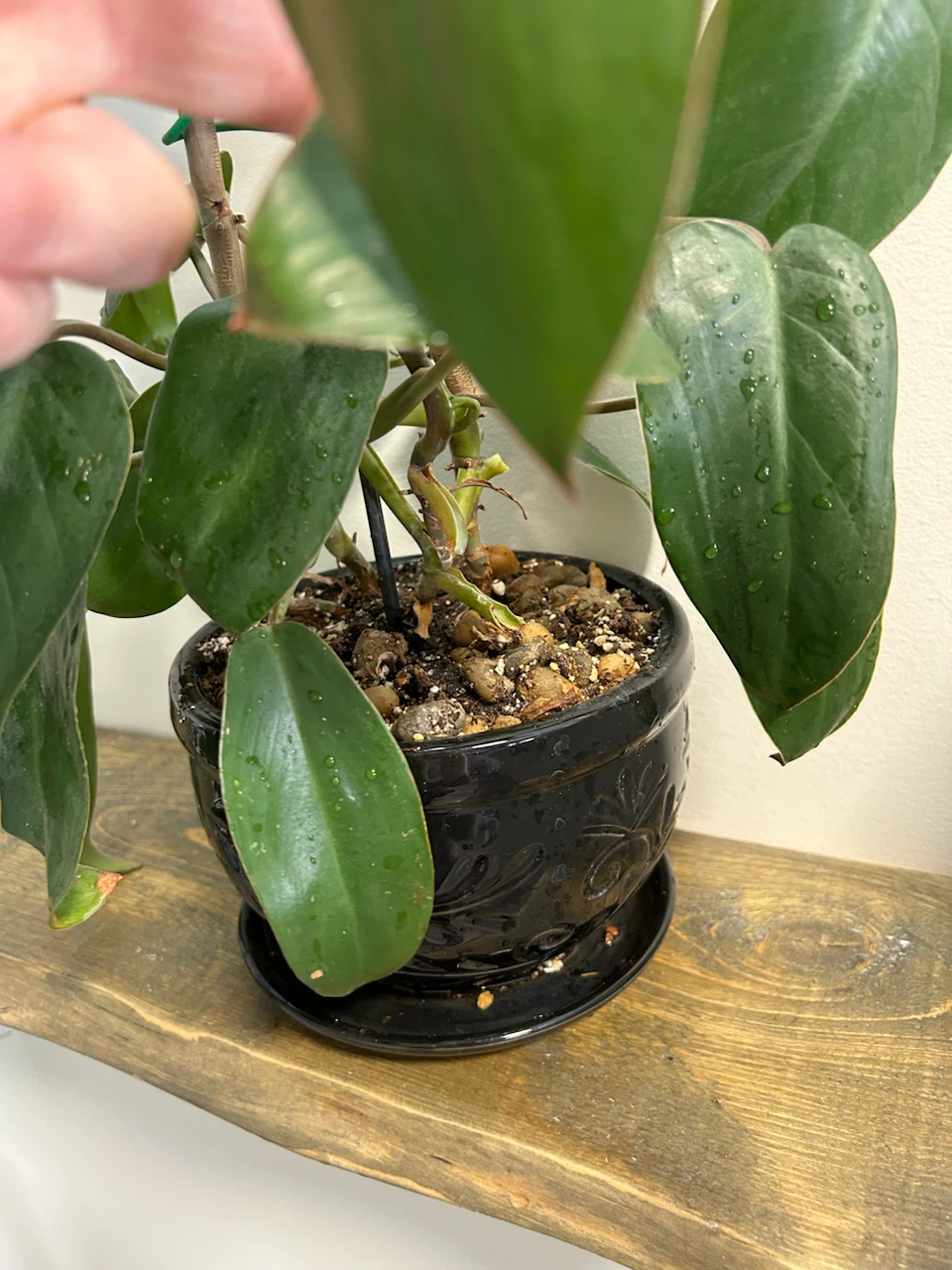 Philodendron Erubescens Potted Plant - photo 3