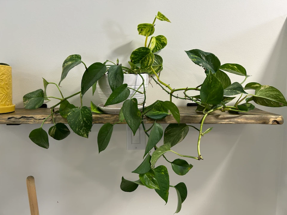 2 Varieties Of  Pothos