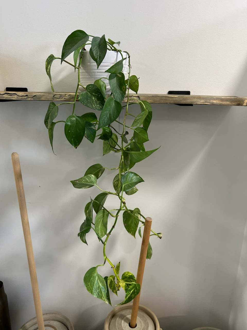 2 Varieties Of  Pothos - photo 2
