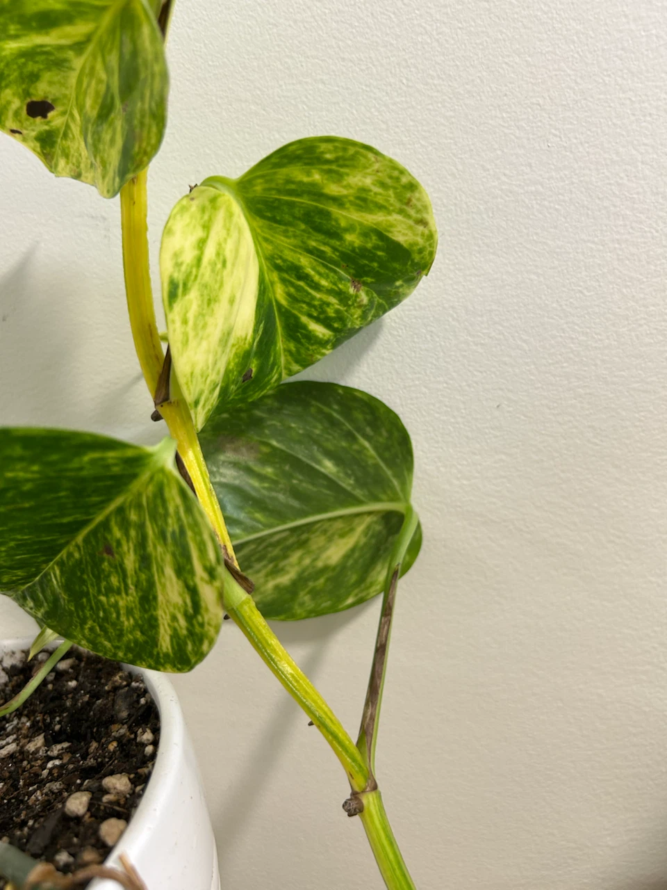 2 Varieties Of  Pothos - photo 3