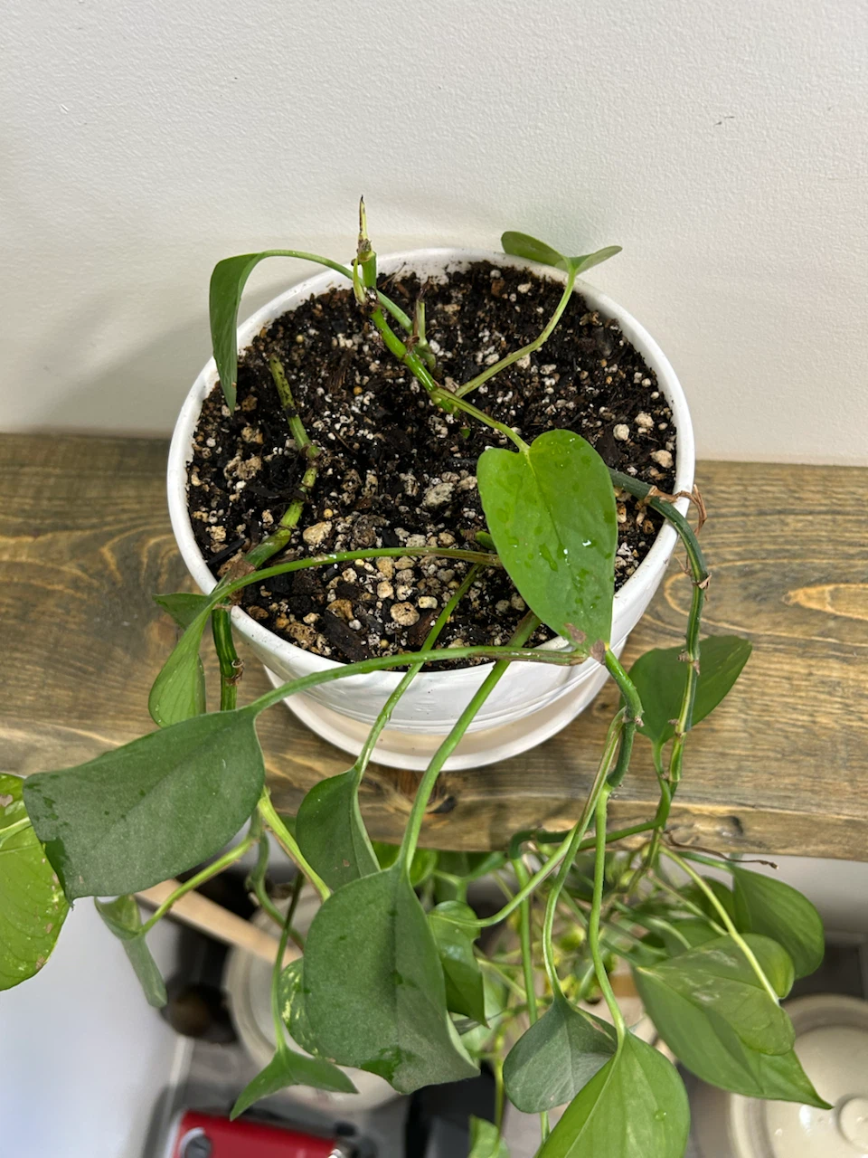 2 Varieties Of  Pothos - photo 4