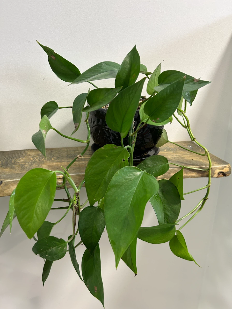 Potted Pothos Plant