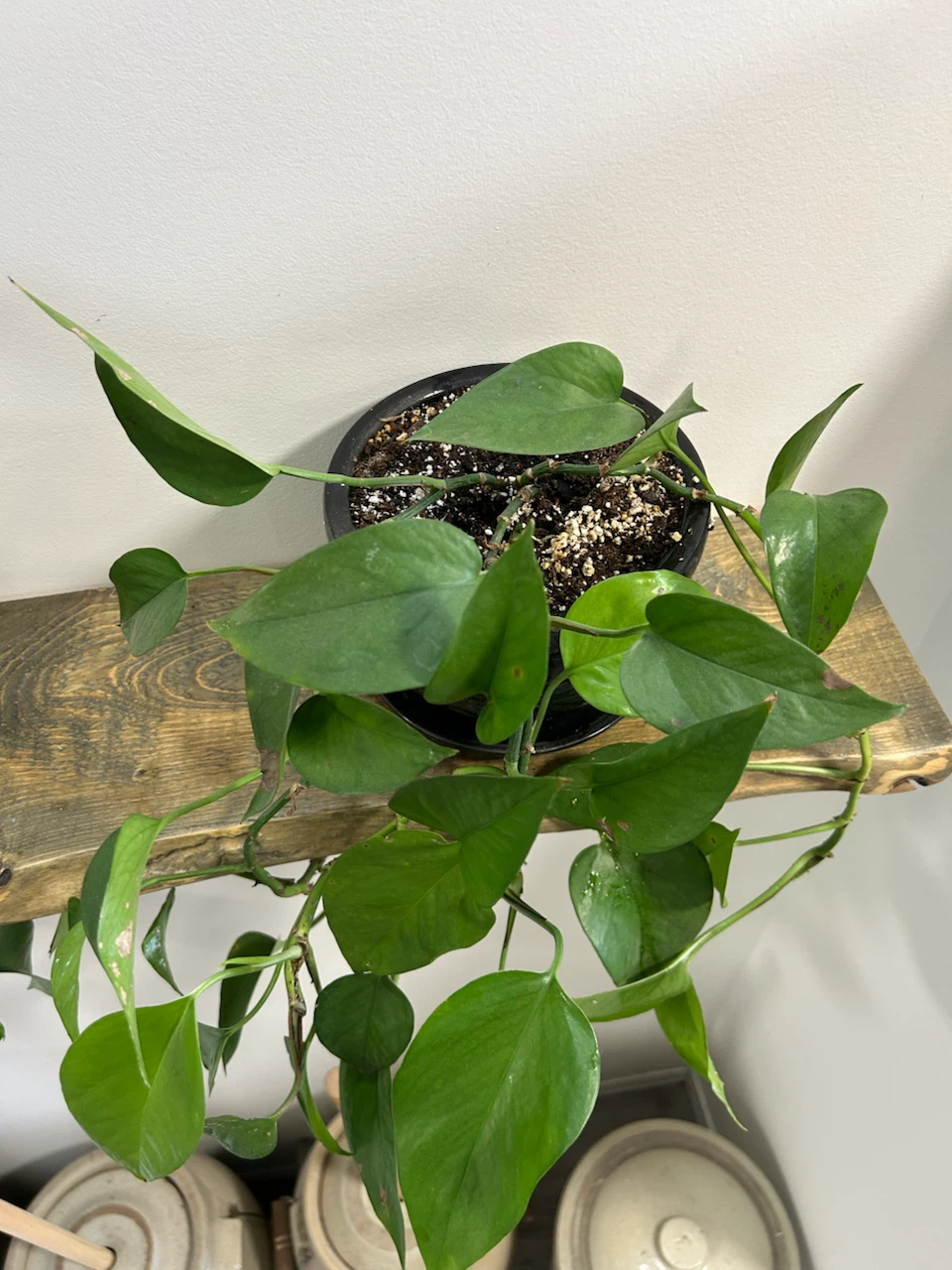 Potted Pothos Plant - photo 2