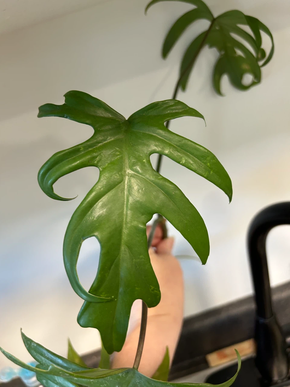 Philodendron Mayoi water rooted cutting