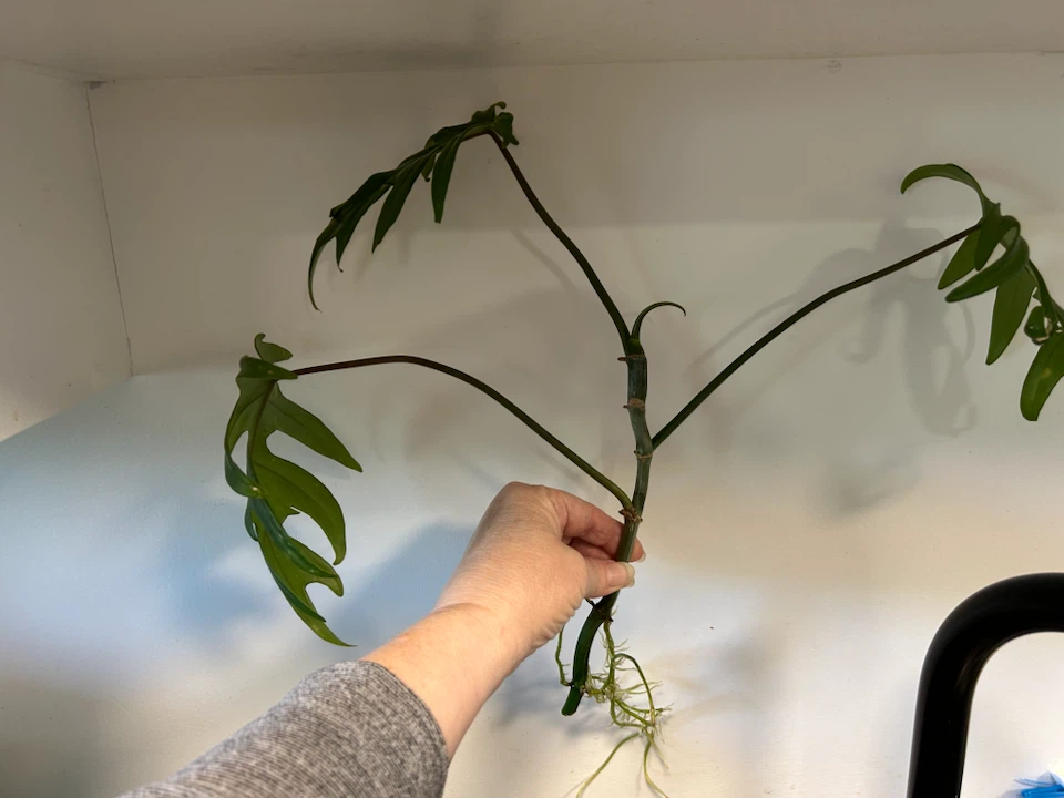 Philodendron Mayoi water rooted cutting - photo 2
