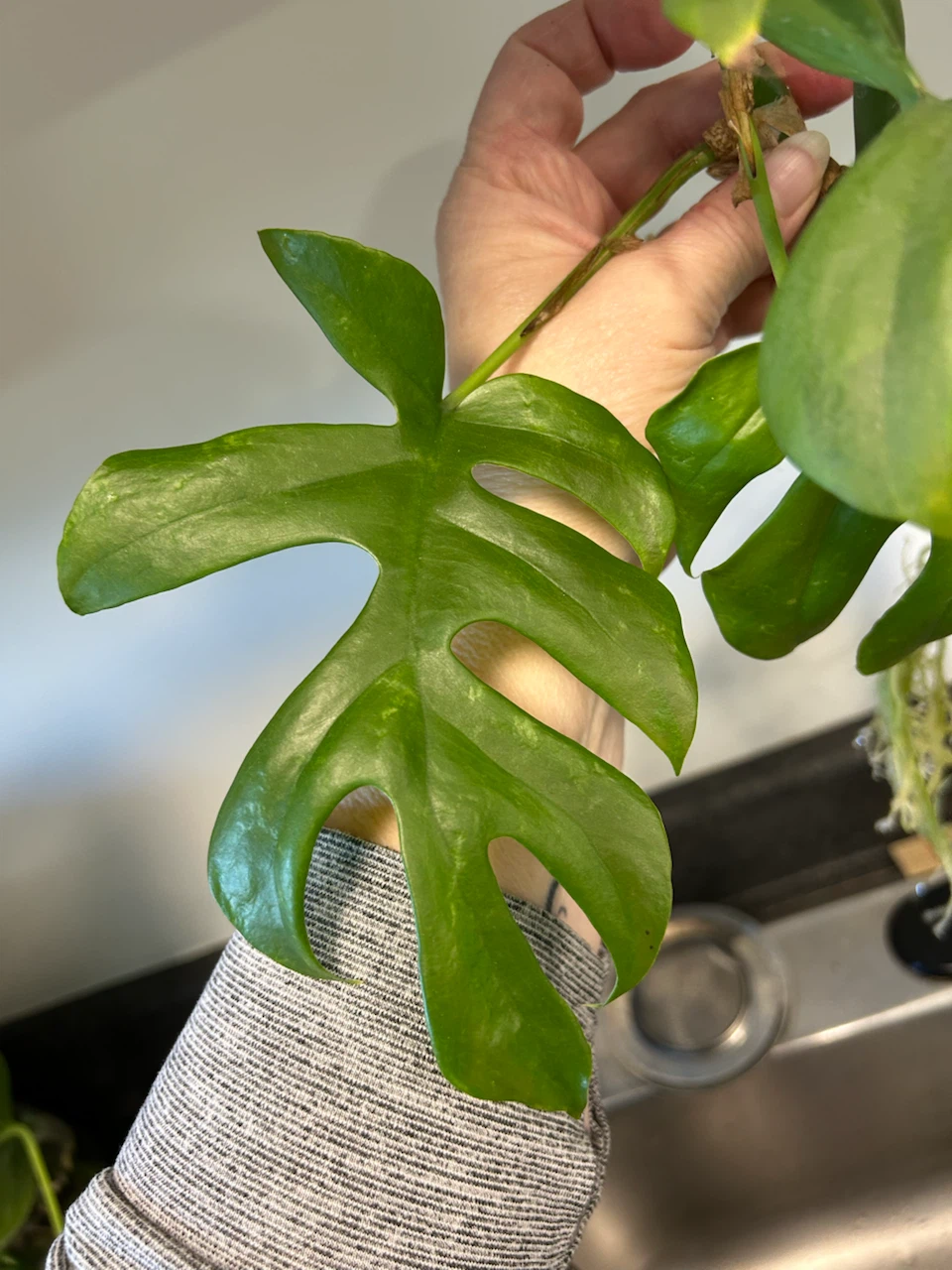 Philodendron Mayoi water rooted cutting - photo 3