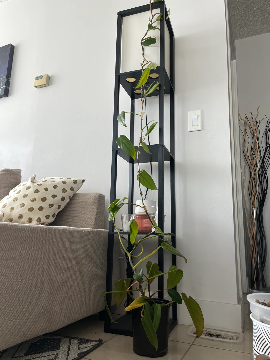 Philodendron Red Emerald Houseplant