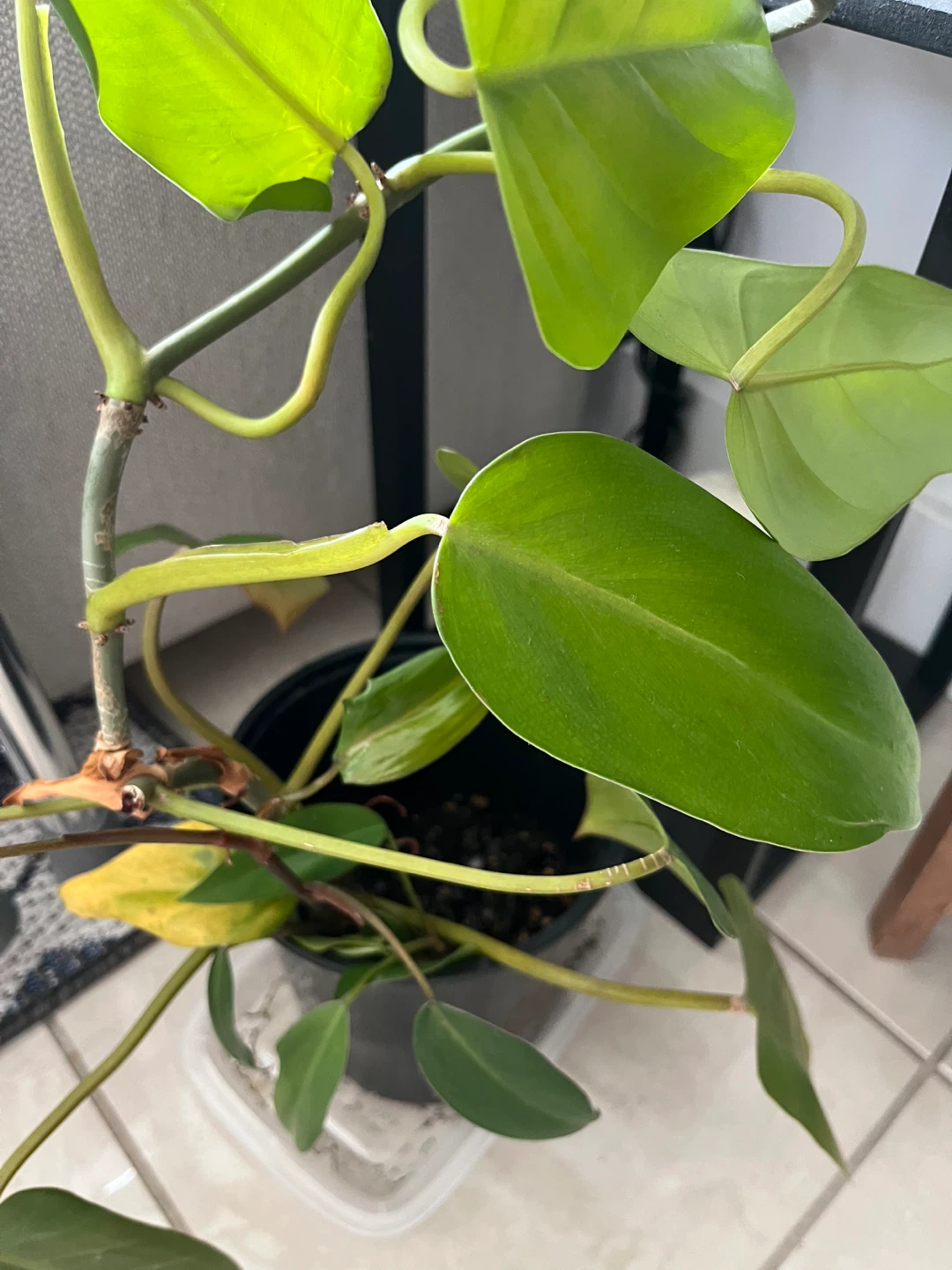 Philodendron Red Emerald Houseplant - photo 2