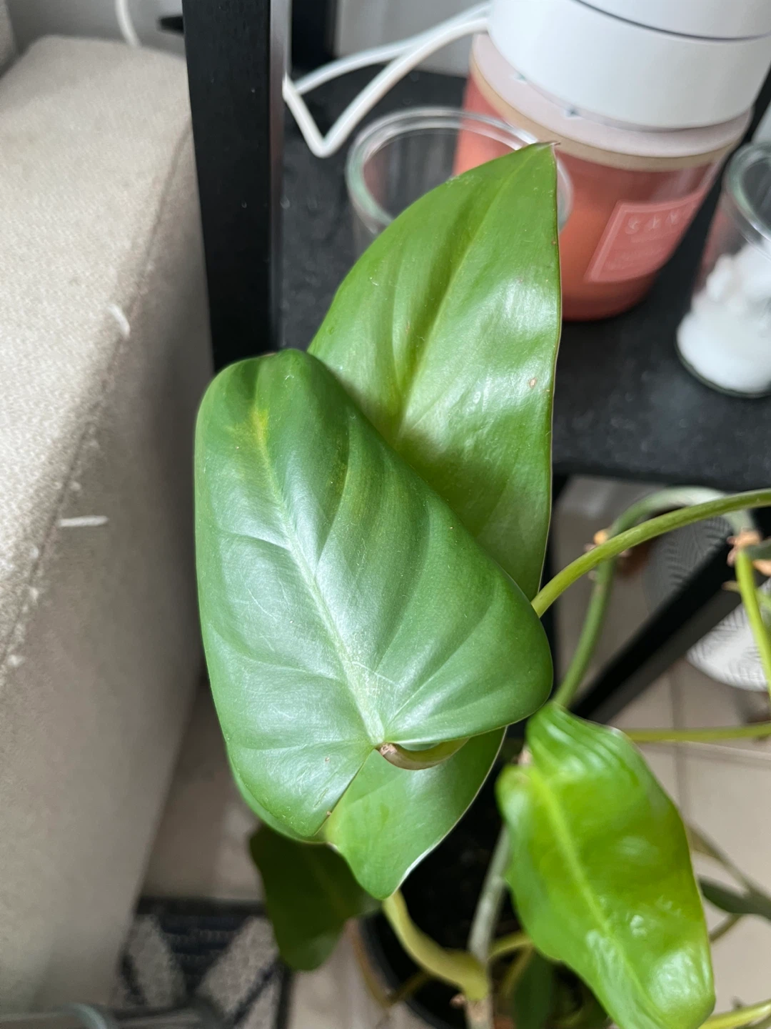 Philodendron Red Emerald Houseplant - photo 3