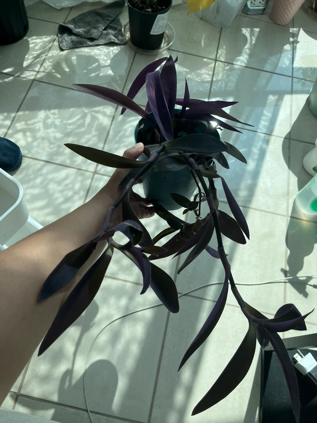 Purple Heart Plant