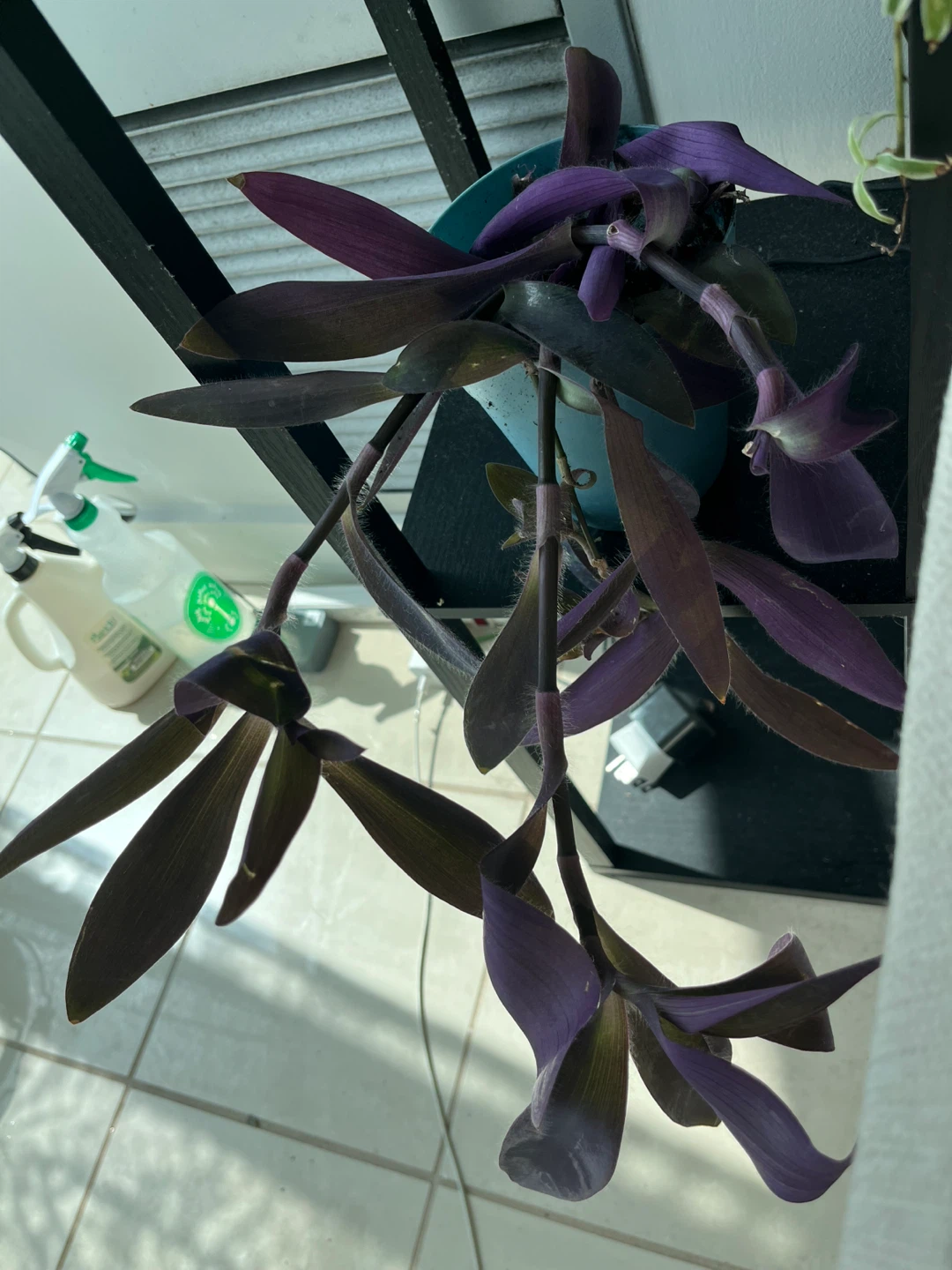 Purple Heart Plant - photo 2