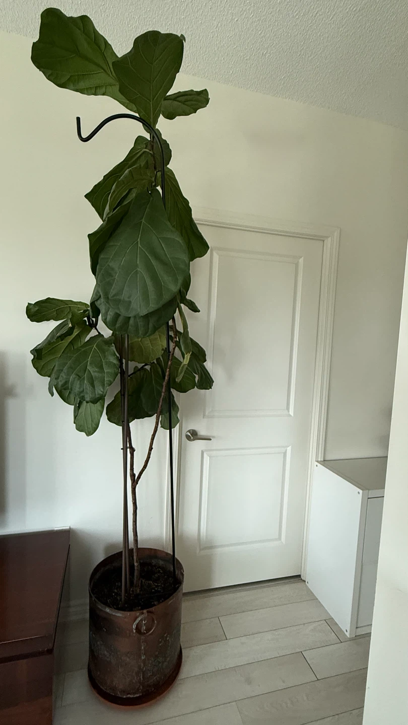 Ficus Tree