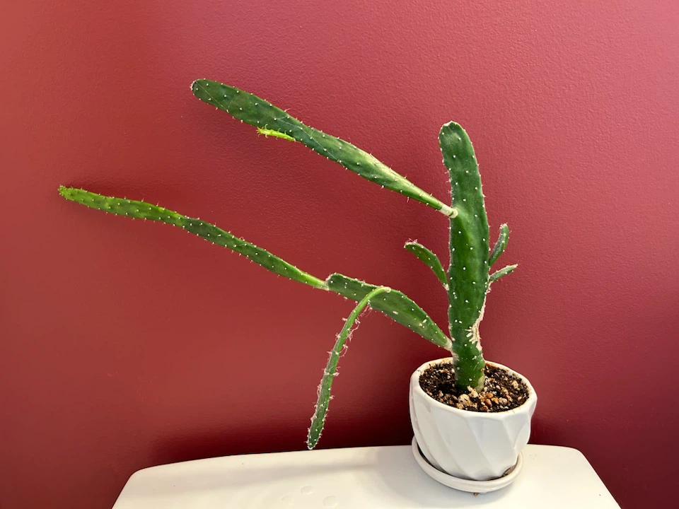 Cactus #2