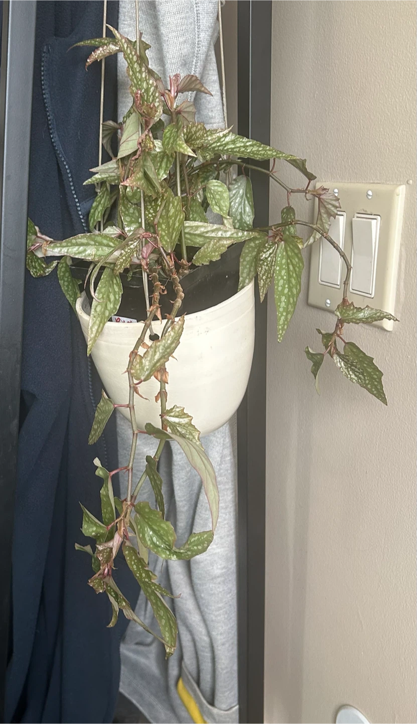 Angel Wing Begonia plant