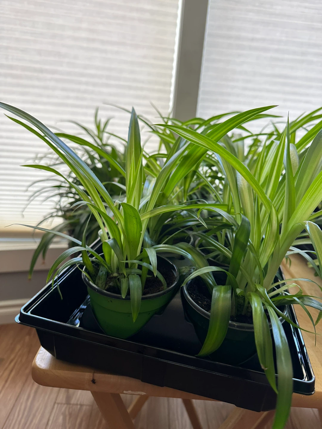 Spider plant babies
