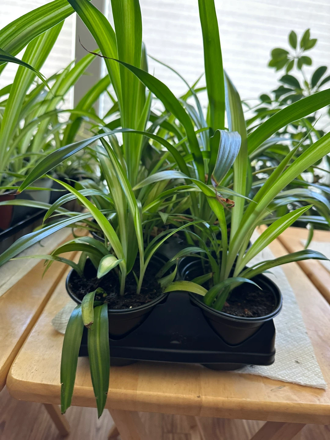Spider plant babies - photo 2