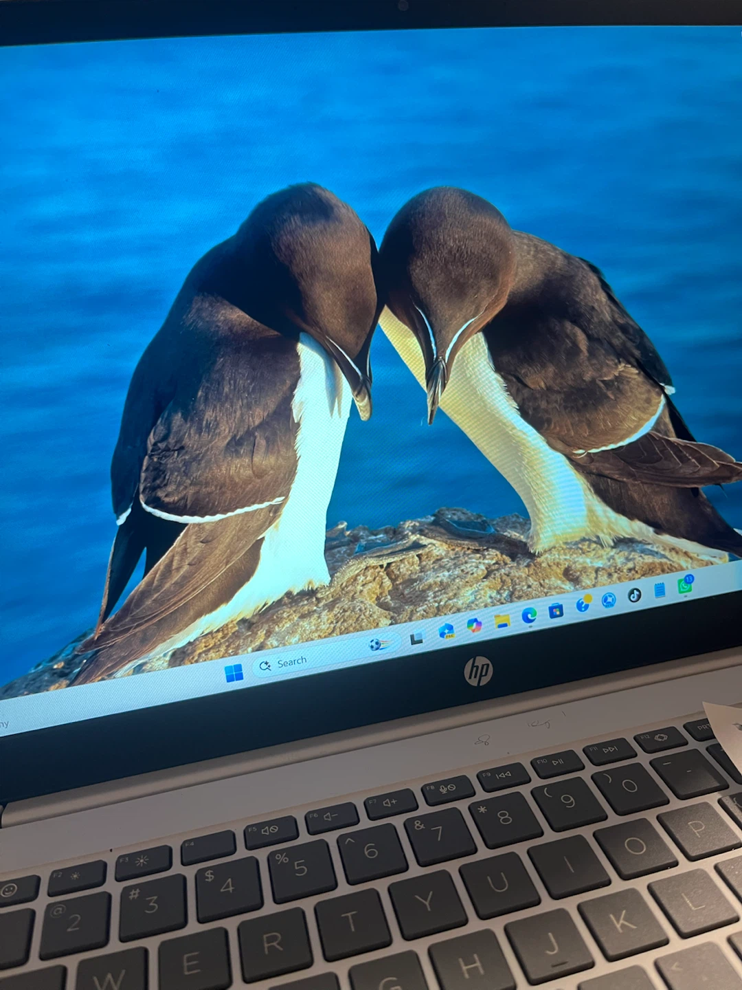 HP Laptop