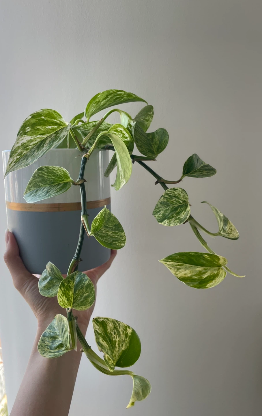 Marble Queen Pothos Plant with Ceramic Pot