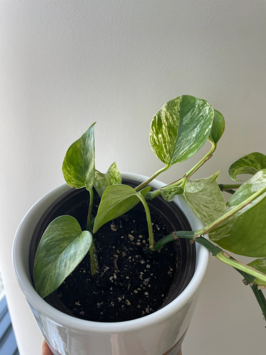 Marble Queen Pothos Plant with Ceramic Pot - photo 4