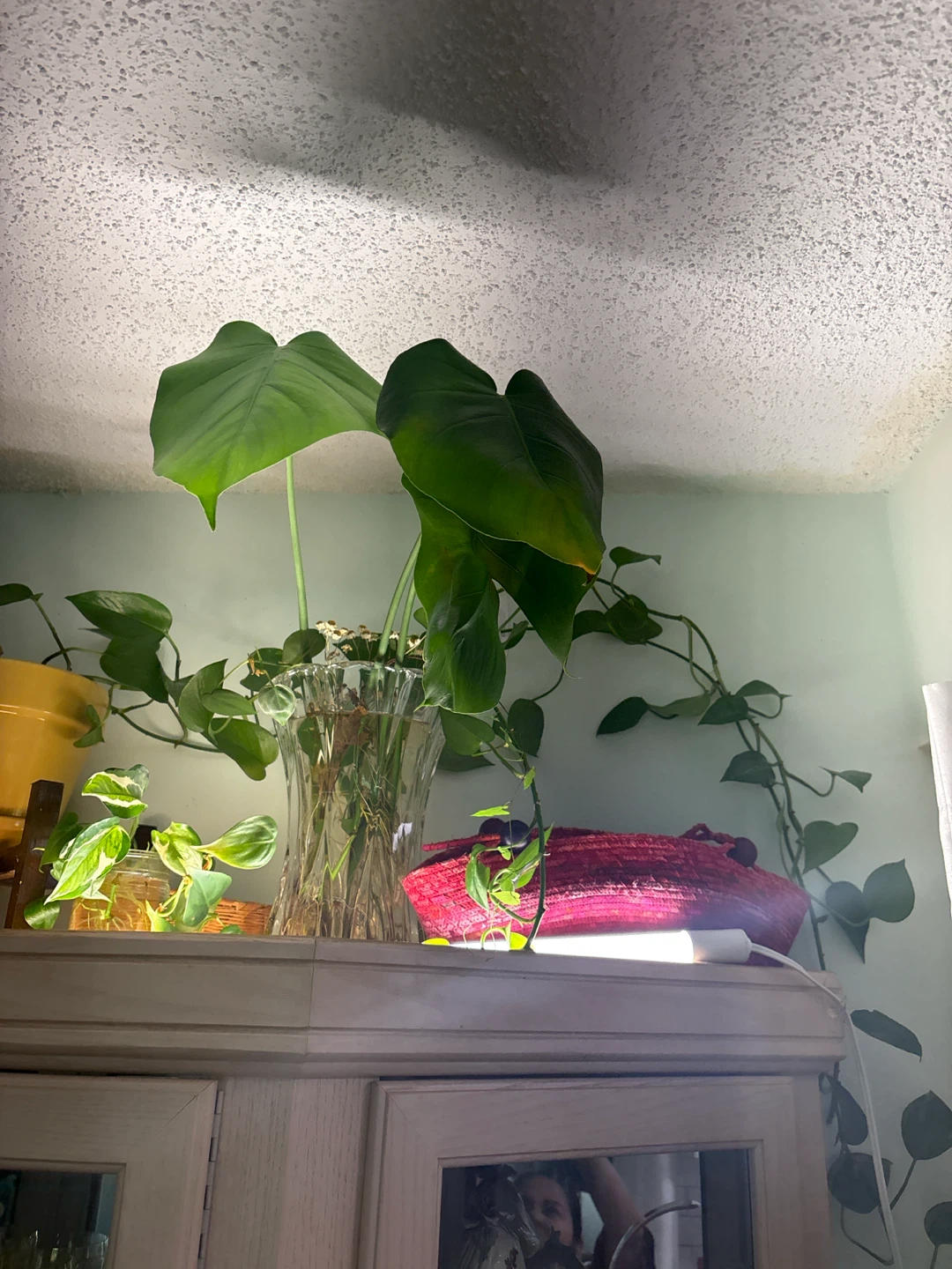 Monstera Plant in Glass Vase