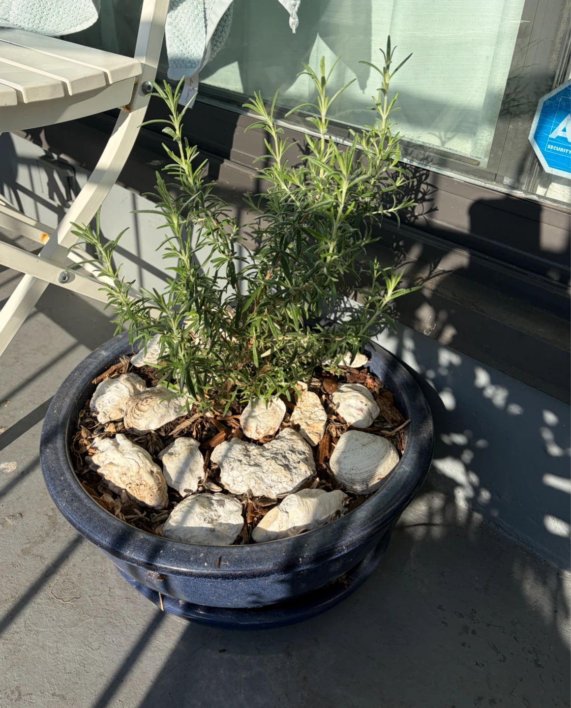 Rosemary Plant in glazed blue pot with saucer