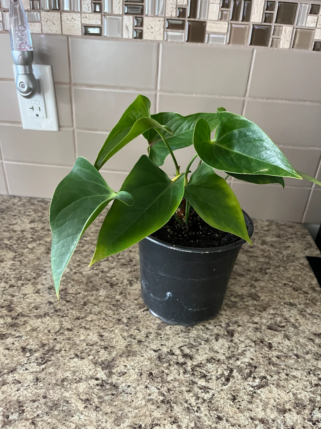 Anthurium Plant in Black Pot