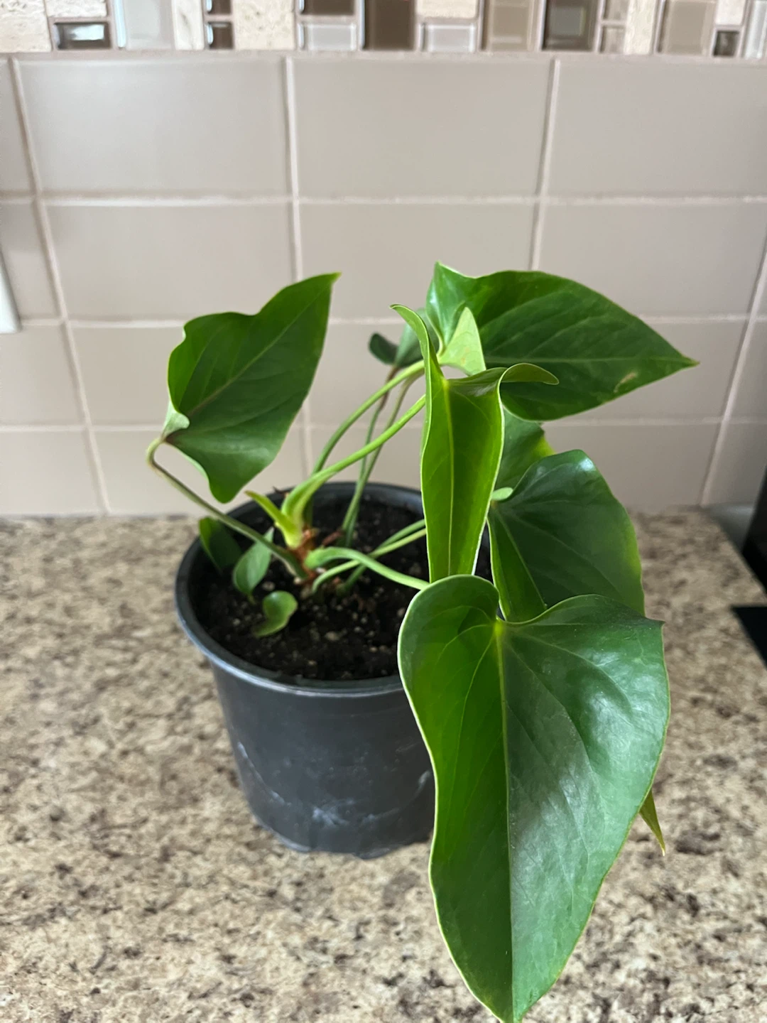 Anthurium Plant in Black Pot - photo 2