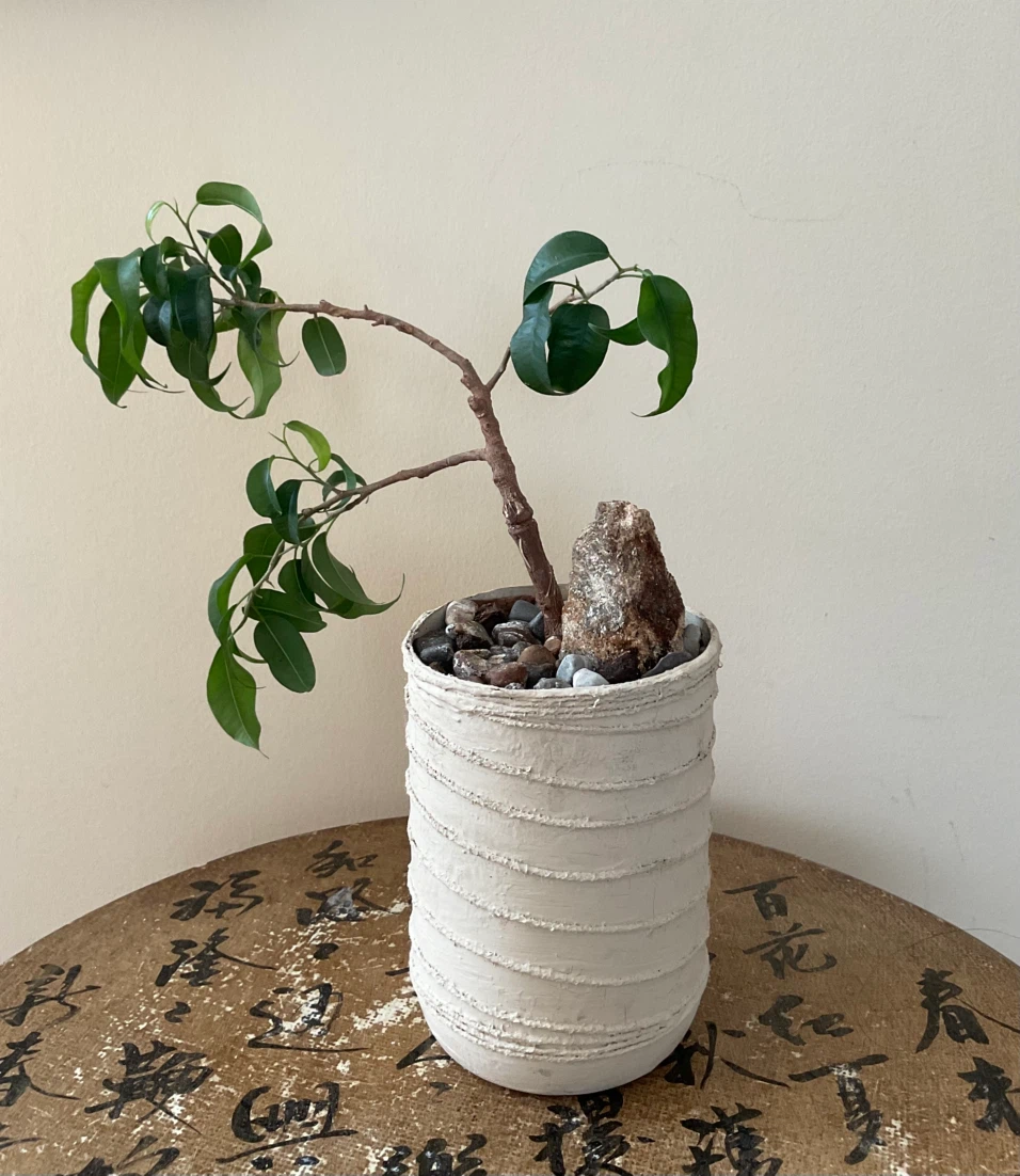Unique Leaning Ficus Bonsai Tree with Accent Stone - photo 2