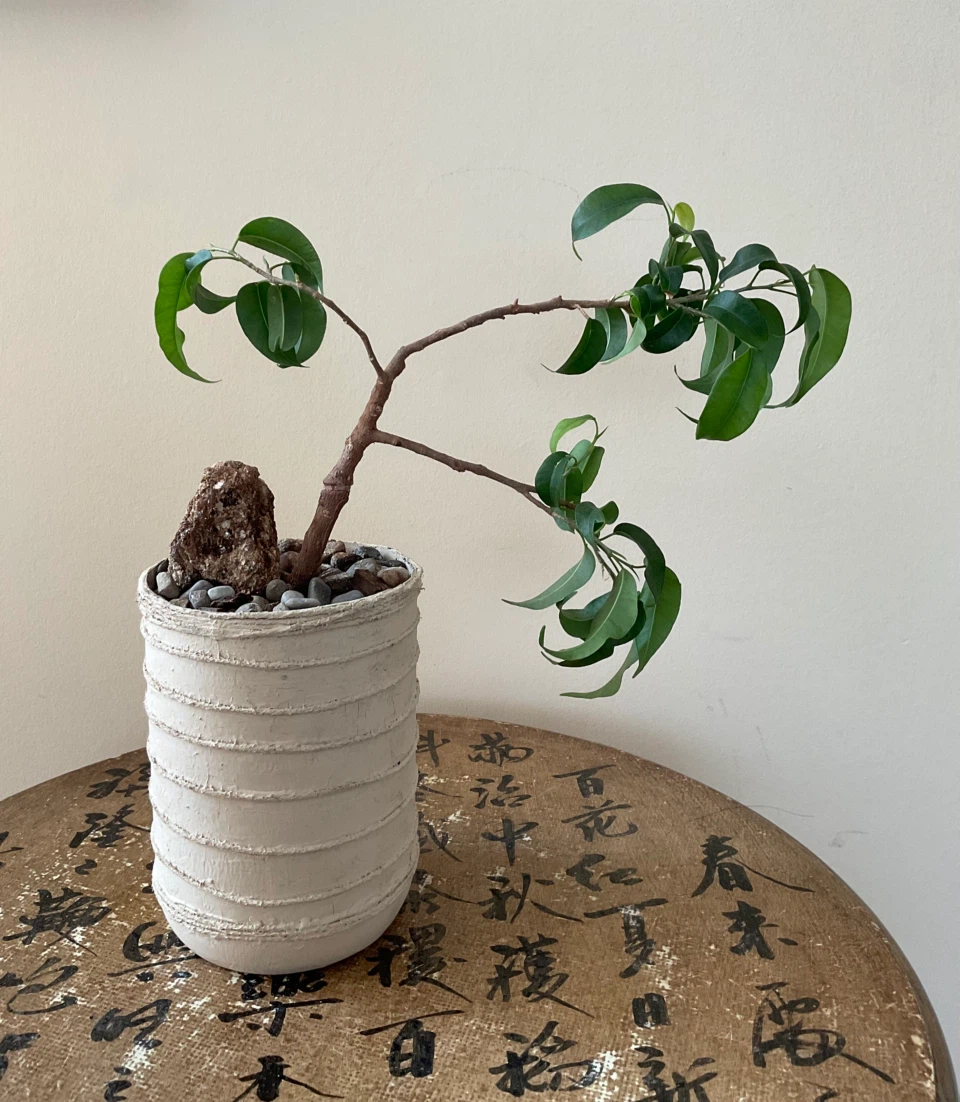 Unique Leaning Ficus Bonsai Tree with Accent Stone - photo 3