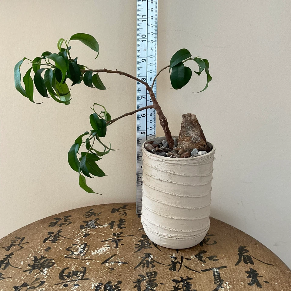 Unique Leaning Ficus Bonsai Tree with Accent Stone - photo 4