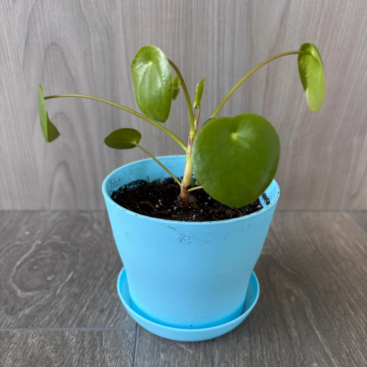 Pilea Peperomioides Plant