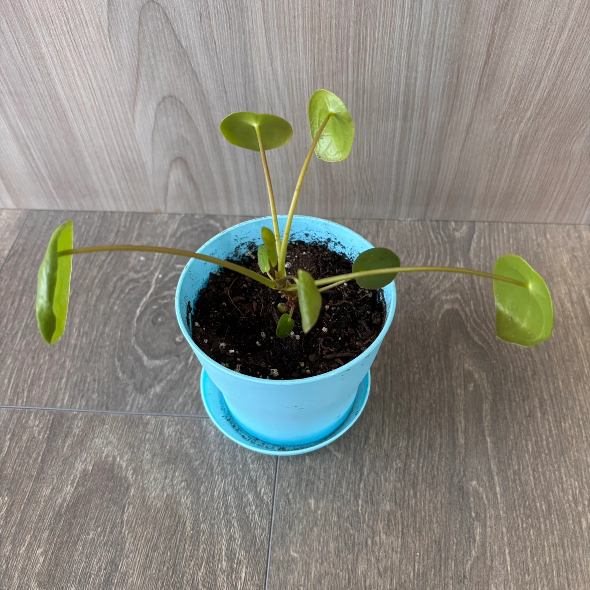 Pilea Peperomioides Plant - photo 2