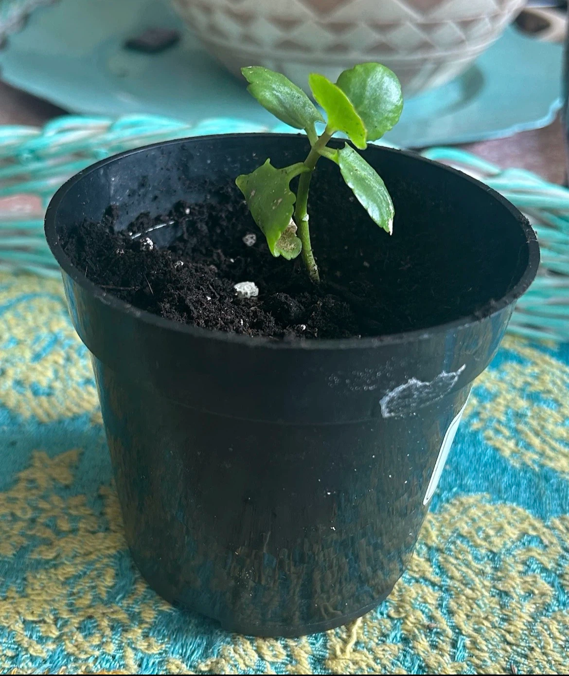 Kalanchoe Plant in black pot