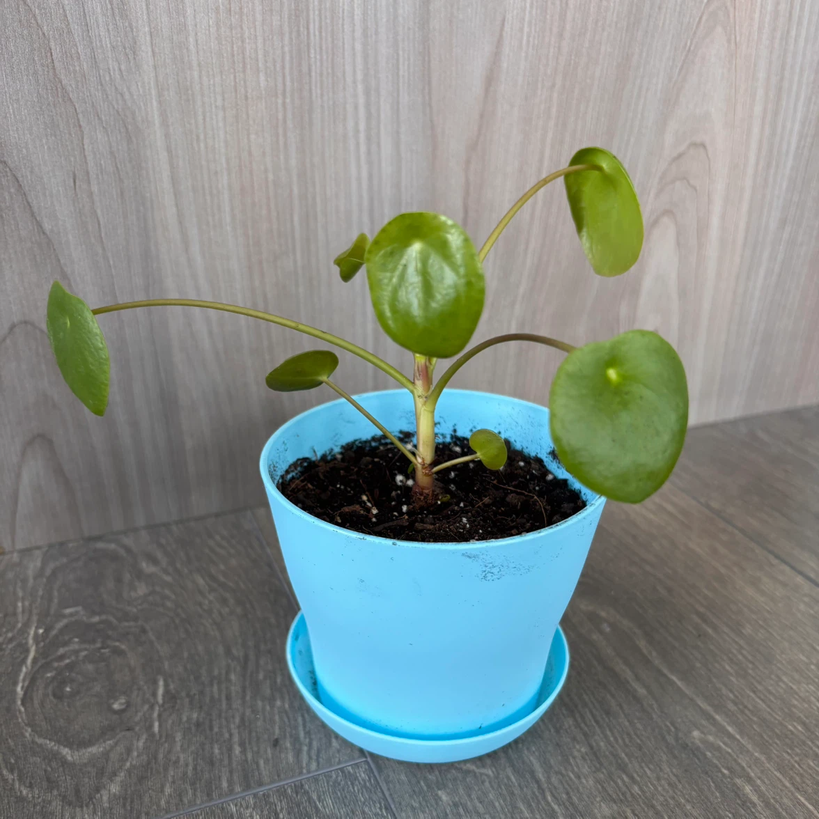 Pilea Peperomioides Plant - photo 3