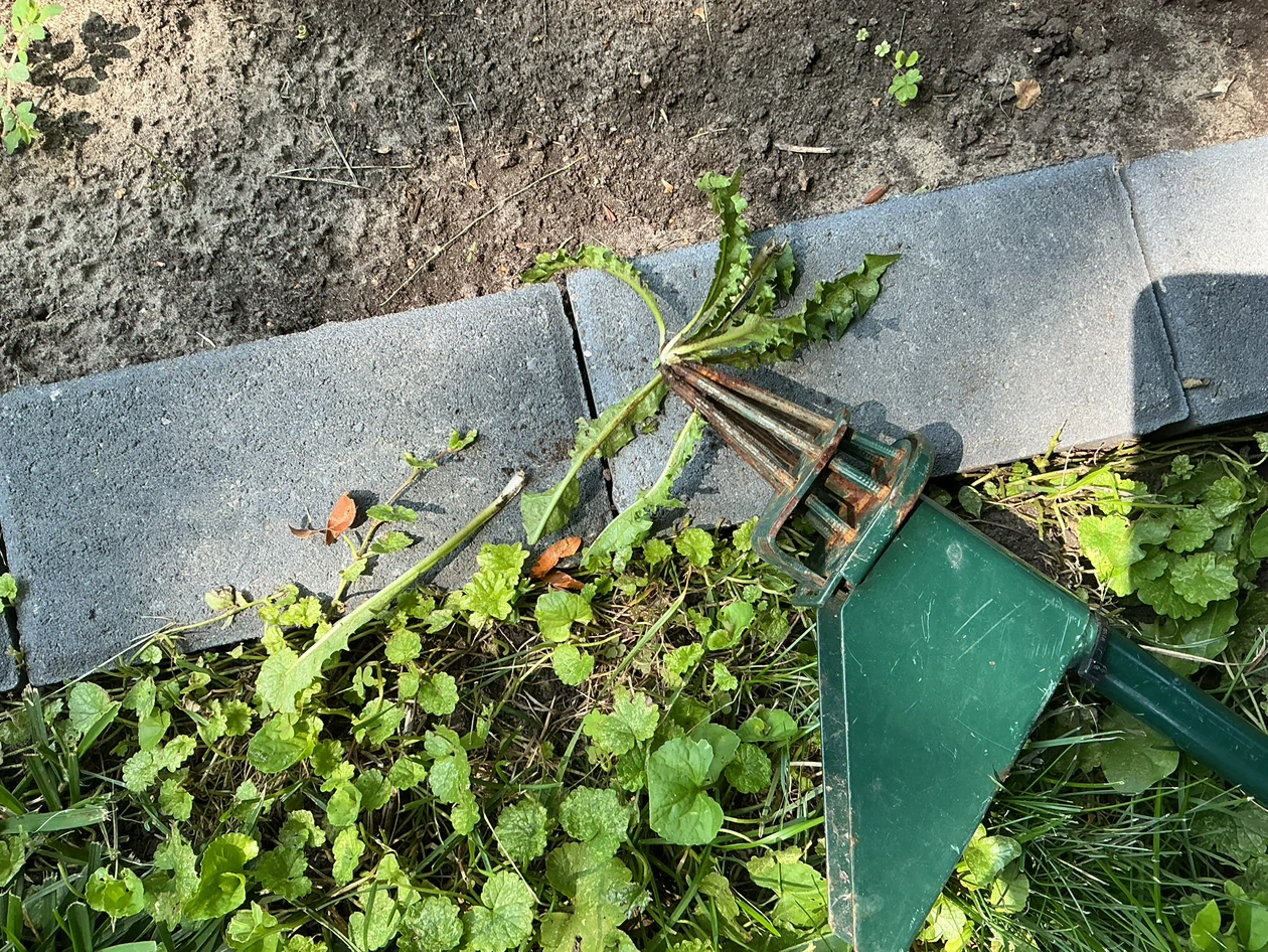 Hound Dog Weeder Tool