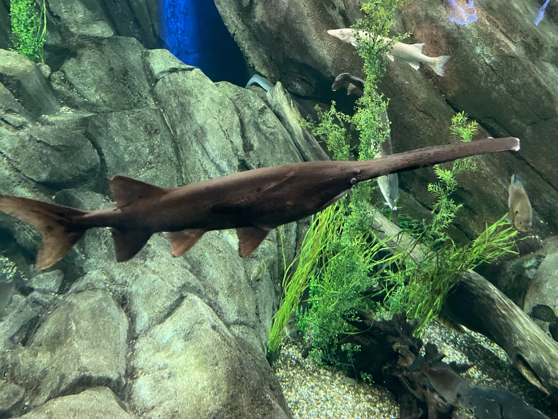 Aquarium tickets 2 adults tickets