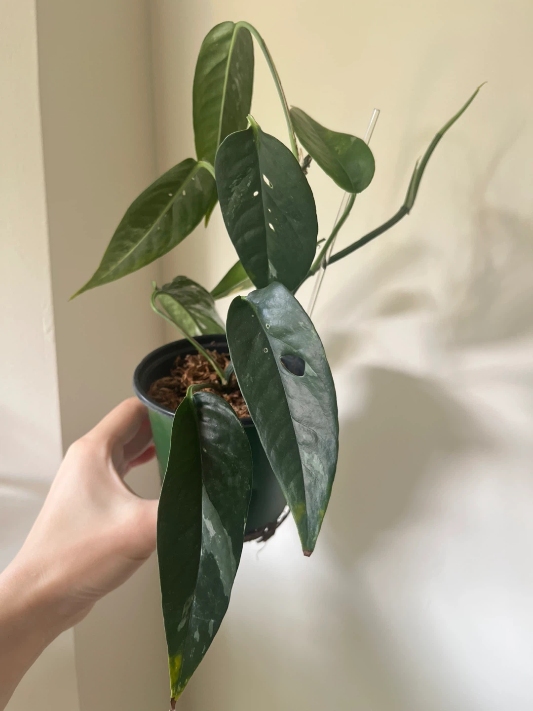 Epipremnum Pinnatum Albo in 4” pot