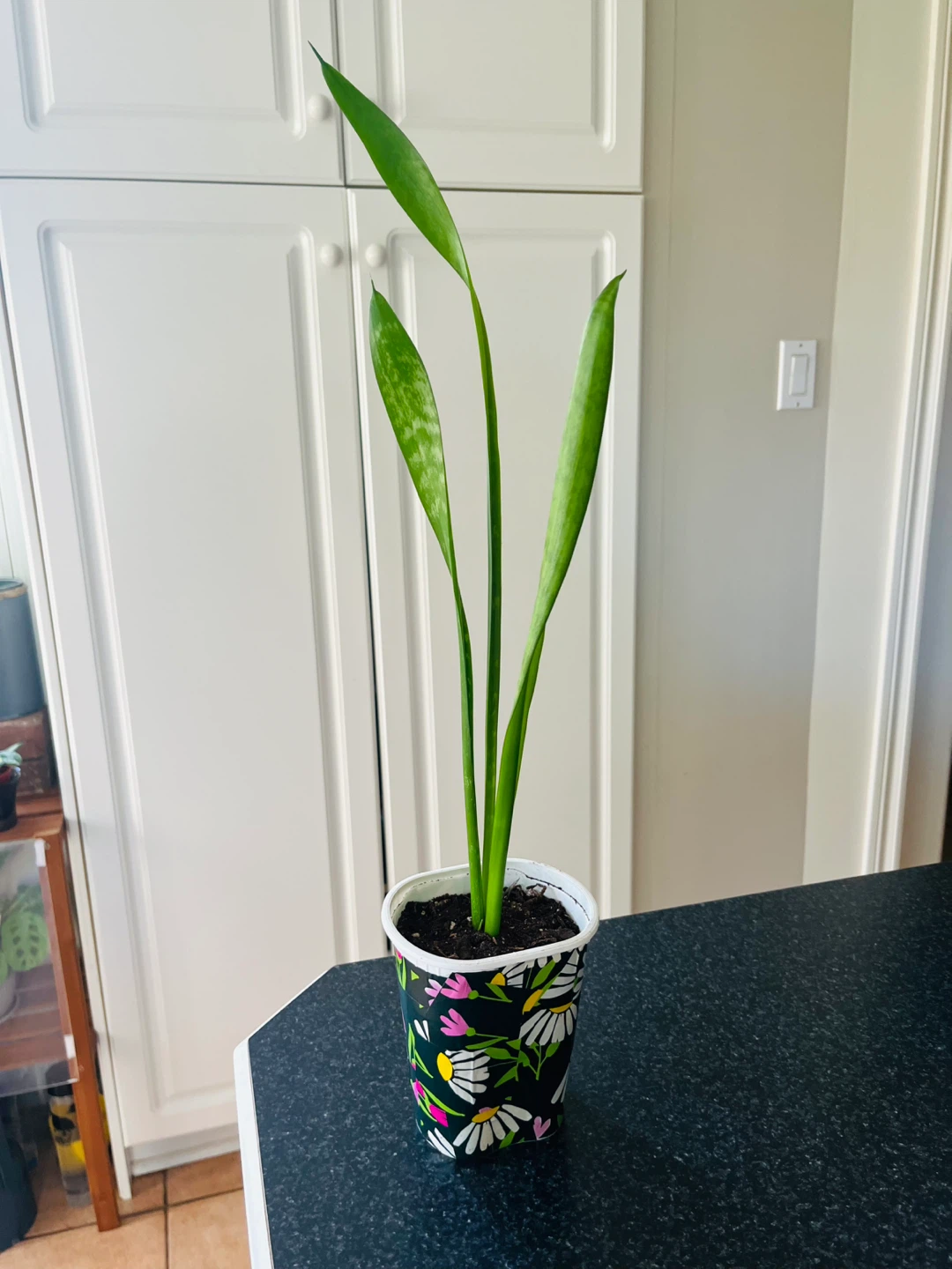 Healthy Snake Plant