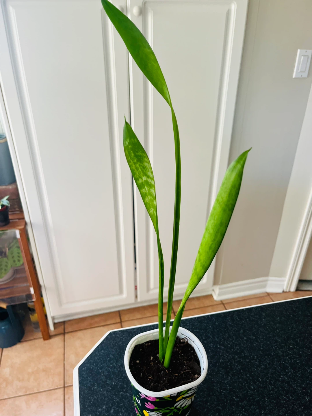 Healthy Snake Plant - photo 2