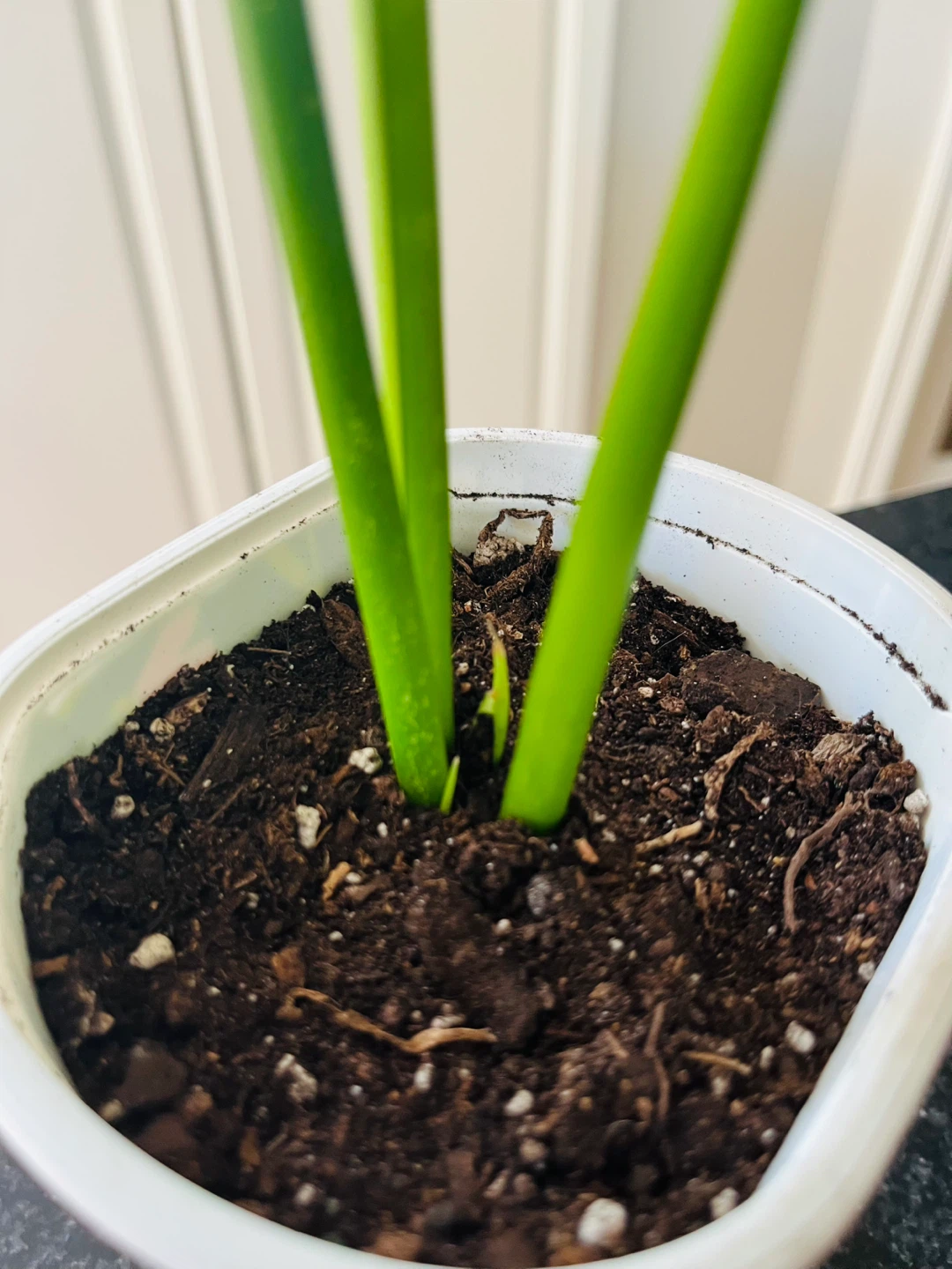 Healthy Snake Plant - photo 3