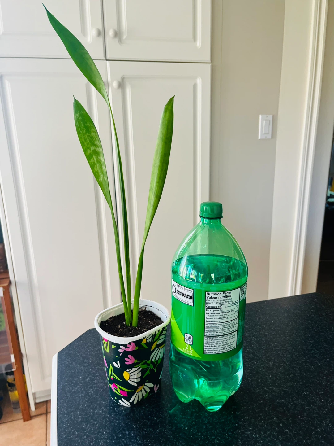 Healthy Snake Plant - photo 4